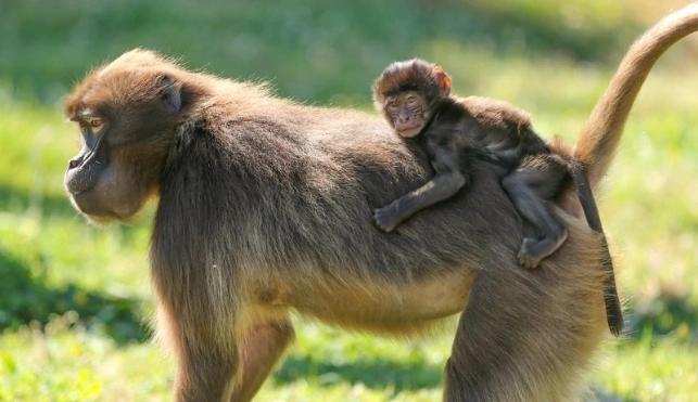 Monkey with baby monkey on back